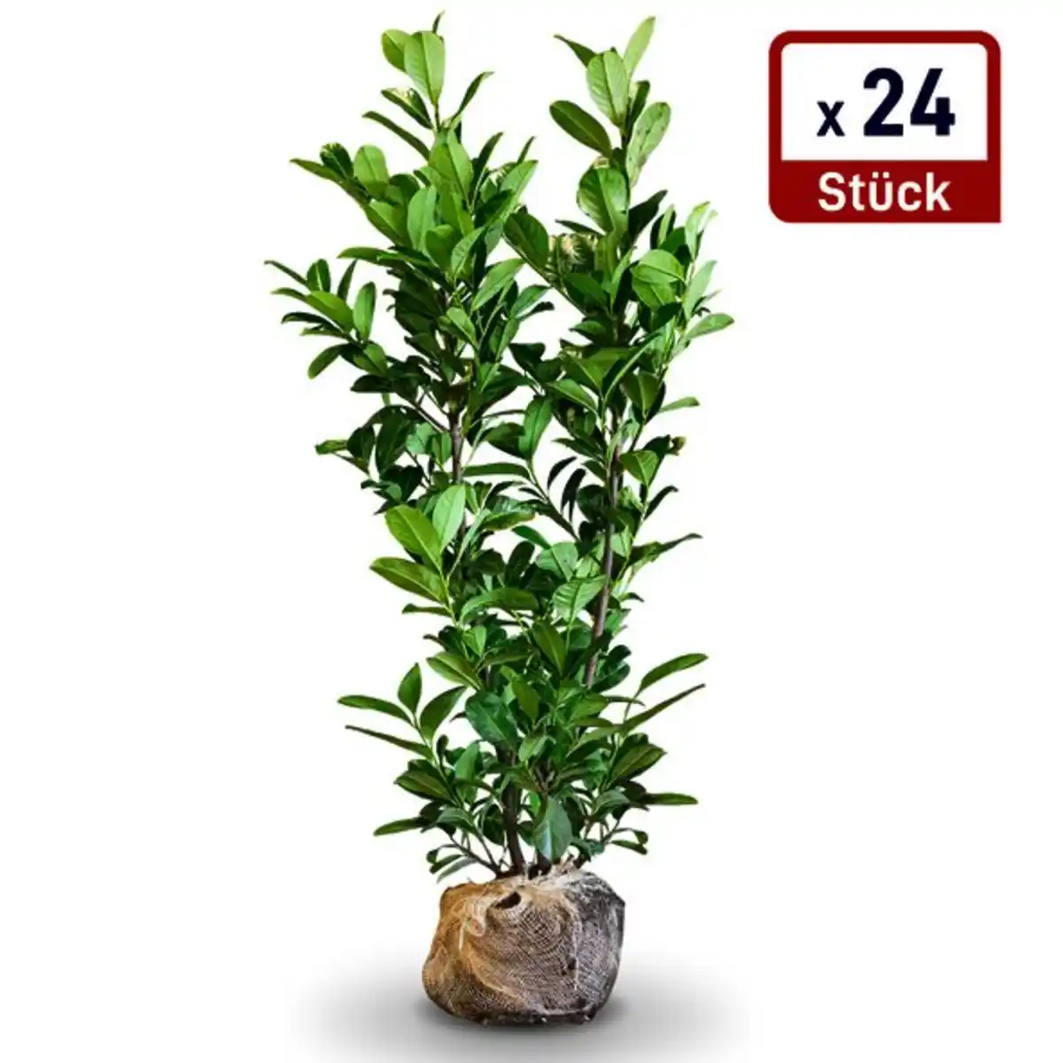 Bild 1 von Kirschlorbeer ‘Novita‘ 150cm+, 24 Stück