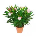 Bild 3 von GARDENLINE Oleander-Busch