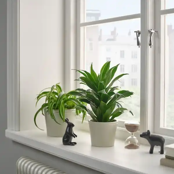 Bild 3 von KÖRSBÄRSBJÖRK Übertopf, hellgrau/beige 9 cm