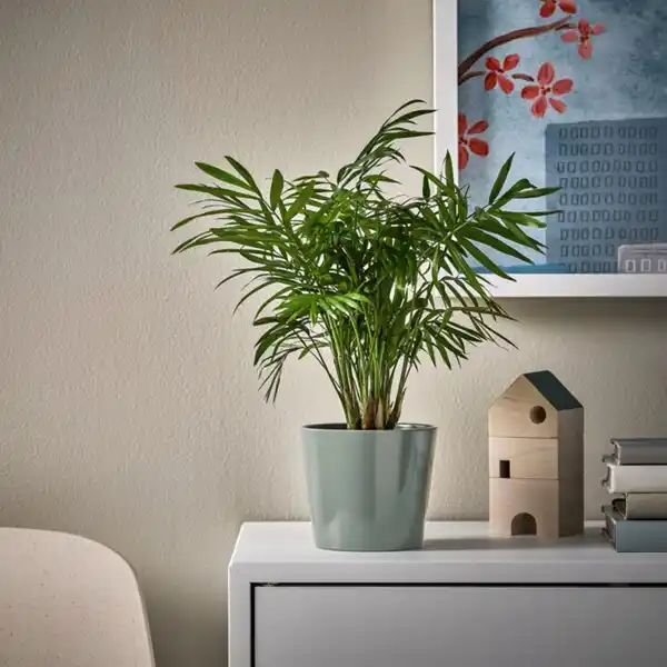 Bild 3 von SOJABÖNA Übertopf, gra/grün 9 cm