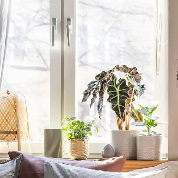 Bild 4 von CHIAFRÖN Übertopf, drinnen/draußen weiß 15 cm