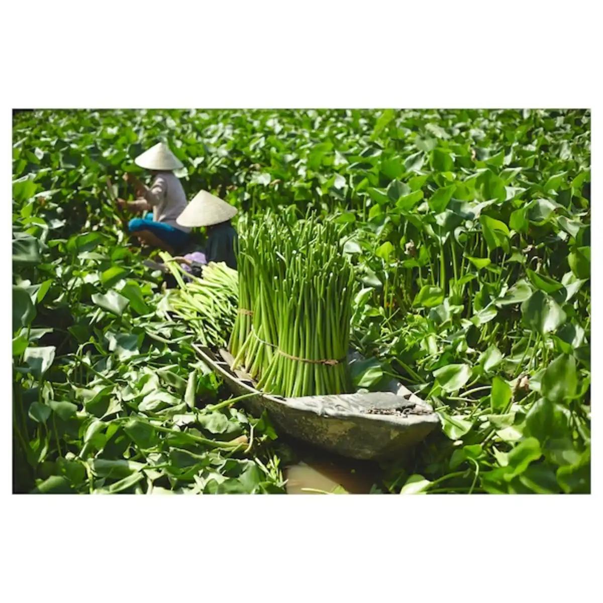 Bild 3 von FRIDFULL Übertopf, Wasserhyazinthe 24 cm