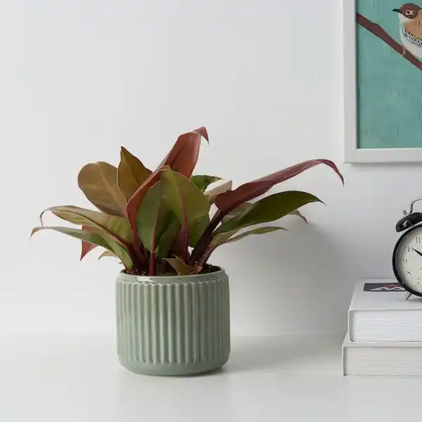 Bild 2 von STILREN Übertopf, dunkeltürkis 12 cm