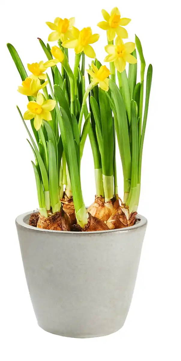 Bild 1 von Frühjahrsblüher