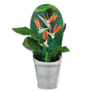 Paradiesvogelblume "Strelitzia reginae"