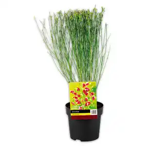 Ginster Mix "Cytisus"