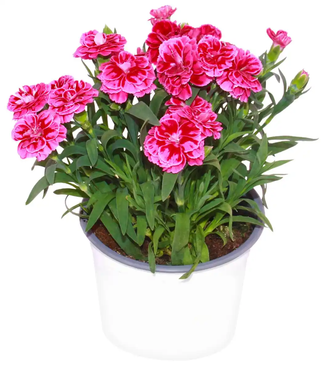 Bild 1 von Blühpflanzen