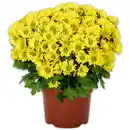 Bild 2 von Chrysantheme "Swifty"