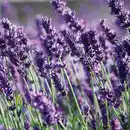 Bild 2 von Garten-Lavendel "Lavandula"