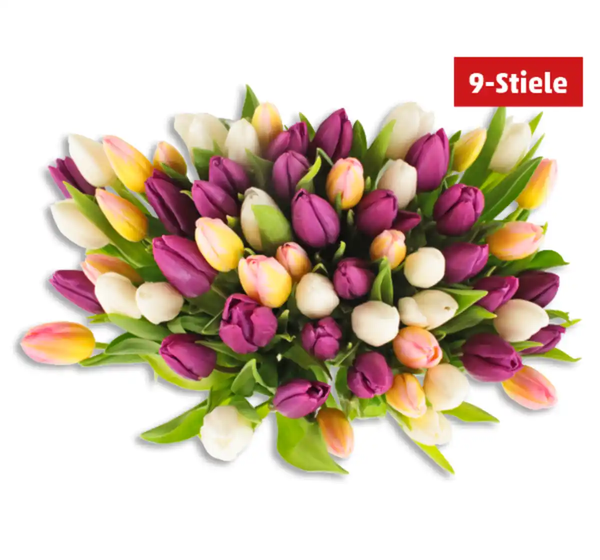 Bild 1 von Tulpen Hot & Fresh*