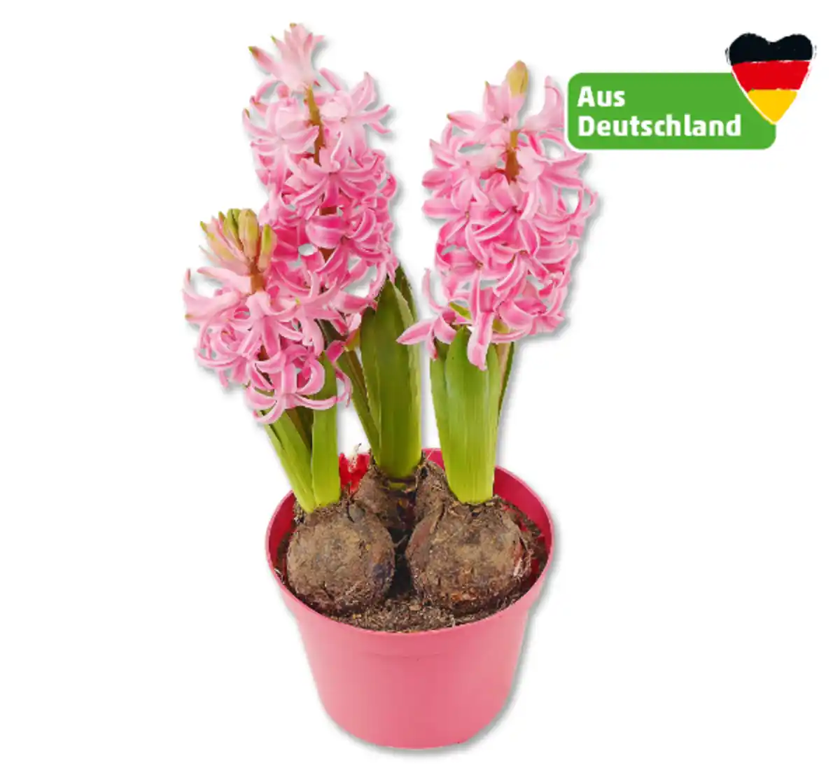 Bild 1 von Hyazinthe*