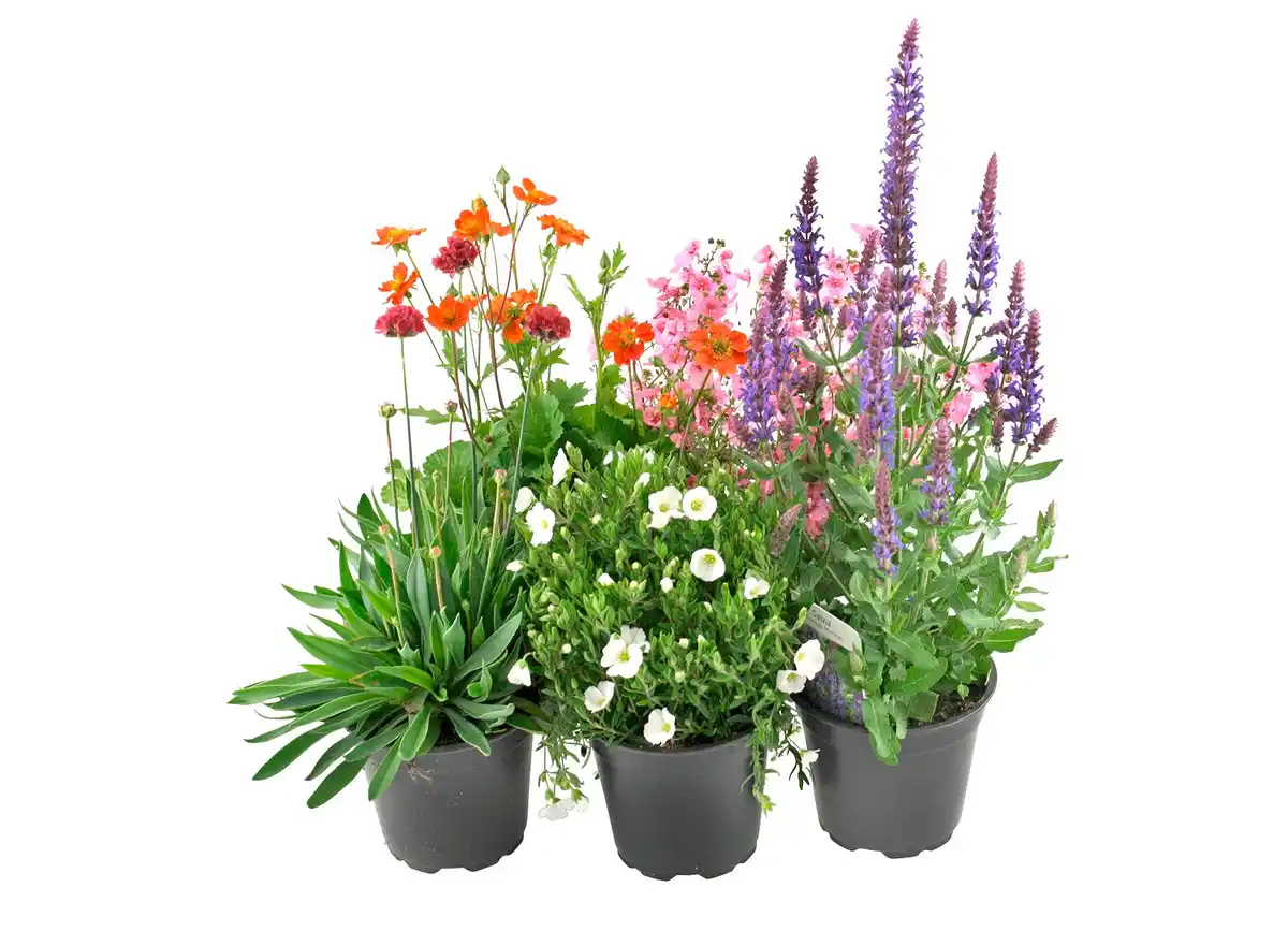 Bild 1 von Sommerstauden versch. Sorten