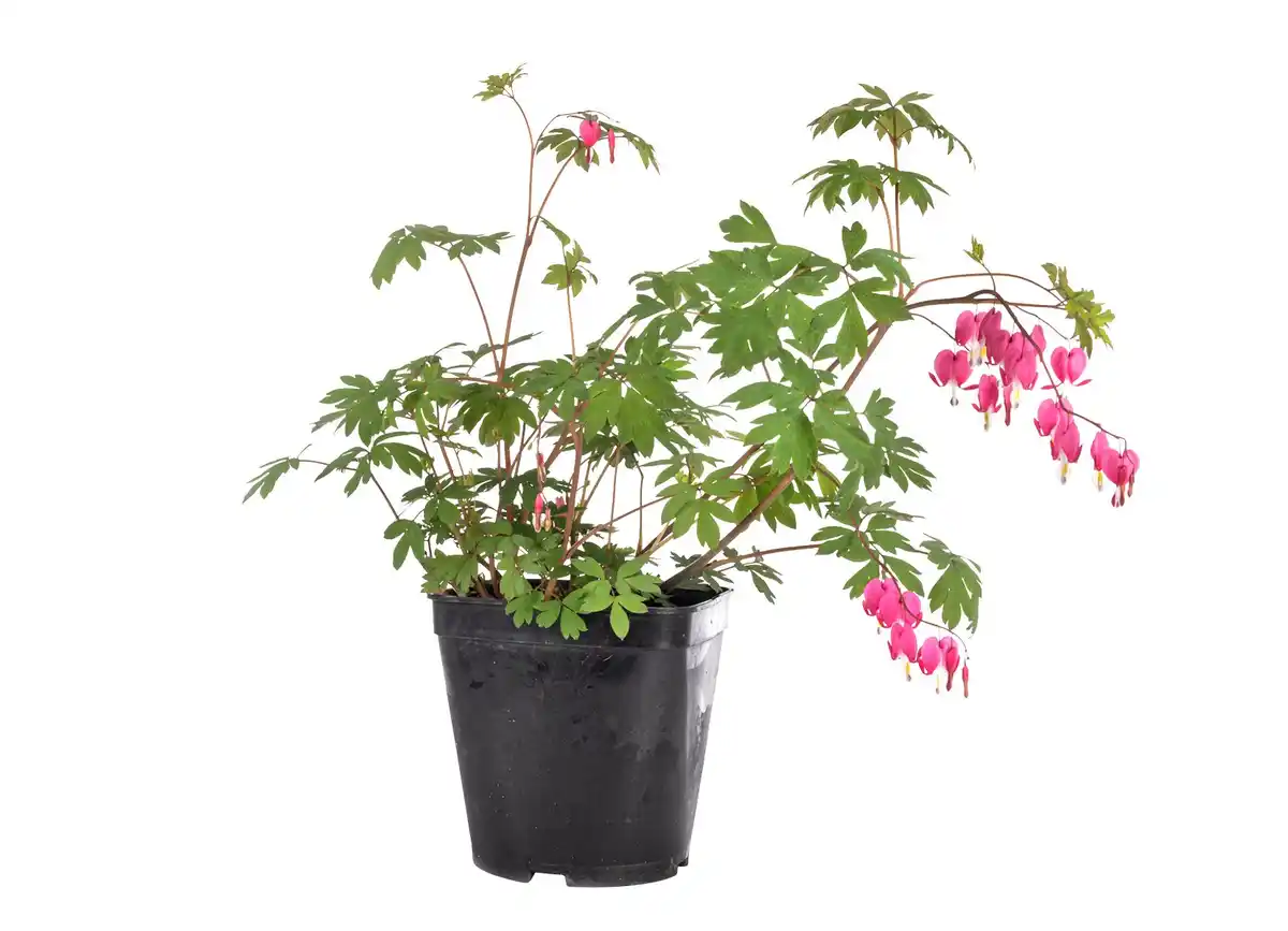 Bild 1 von Tränendes Herz Dicentra