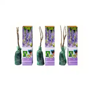 Blauregen (Wisteria) 3er Set