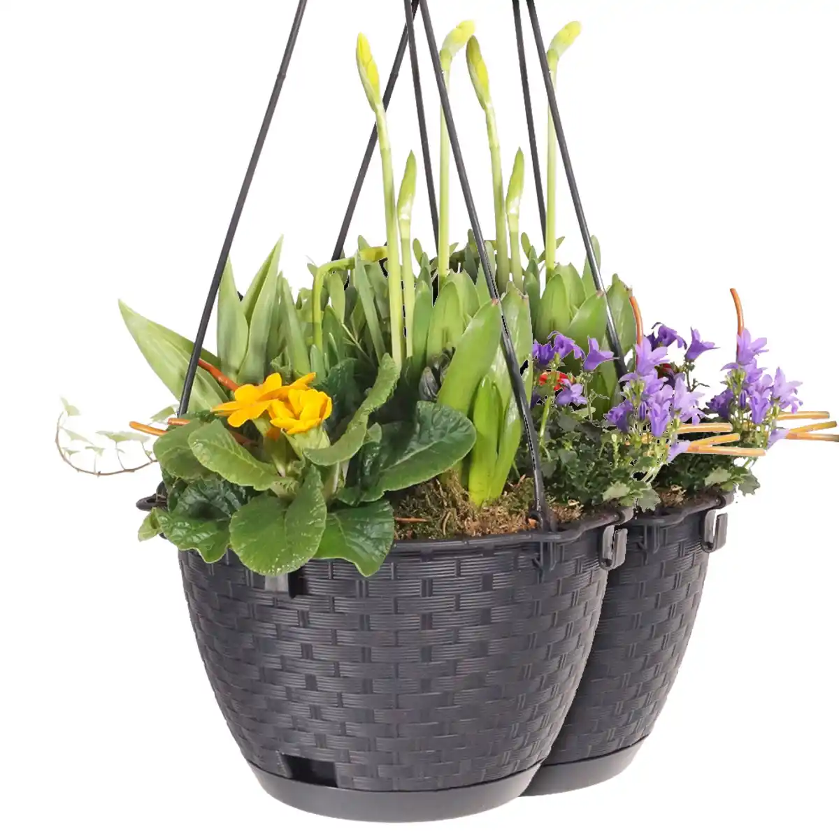 Bild 1 von Hängeampel in Rattanoptik, Anthrazit - 2er Set