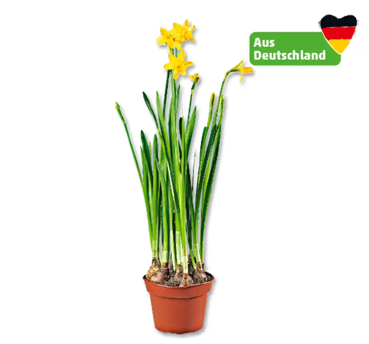 Bild 1 von Narzisse*