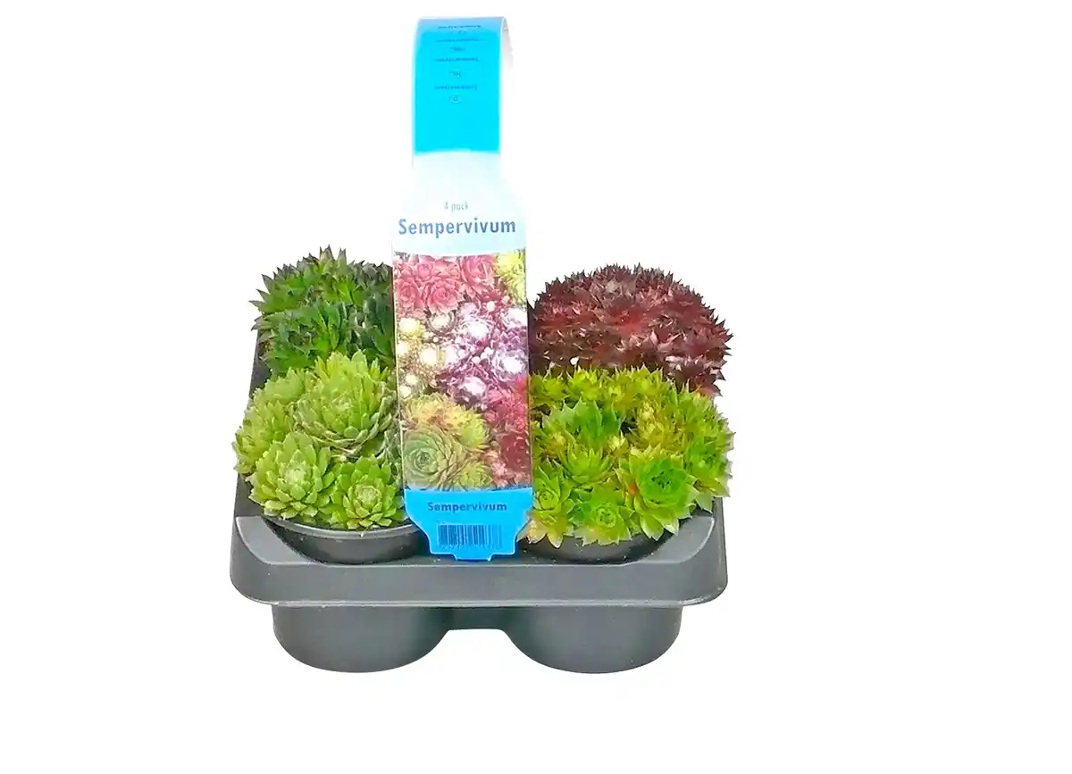 Bild 1 von Sempervivum Hauswurz
