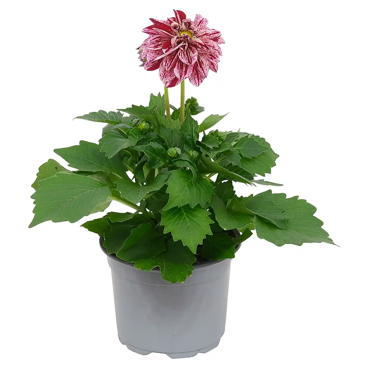 Bild 1 von GARDENLINE Schopflavendel