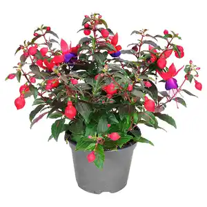 GARDENLINE Fuchsie