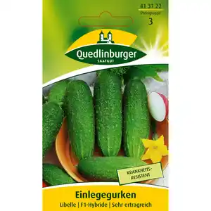 Quedlinburger Einlegegurke 'Libelle'