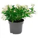 Bild 1 von GARDENLINE Jasmin-Nachtschatten