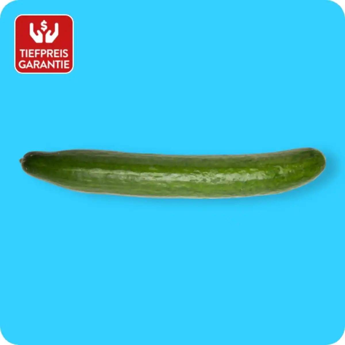 Bild 1 von   Gurke, Ursprung: Niederlande / Spanien / Griechenland