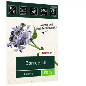 toom Borretsch 'Einjährig'