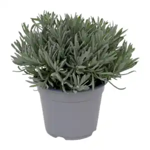 GARDENLINE Lavendel