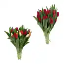 Bild 1 von GARDENLINE Tulpen XXL