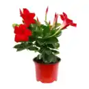 Bild 2 von GARDENLINE Dipladenia