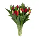 Bild 3 von GARDENLINE Tulpen XXL