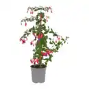 Bild 4 von GARDENLINE Fuchsienstamm