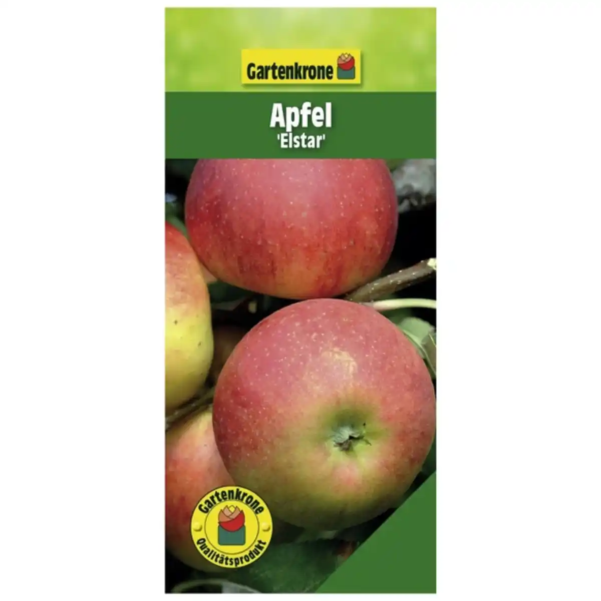 Bild 1 von Gartenkrone Apfel, Malus domestica »Elstar«, Früchte: süß