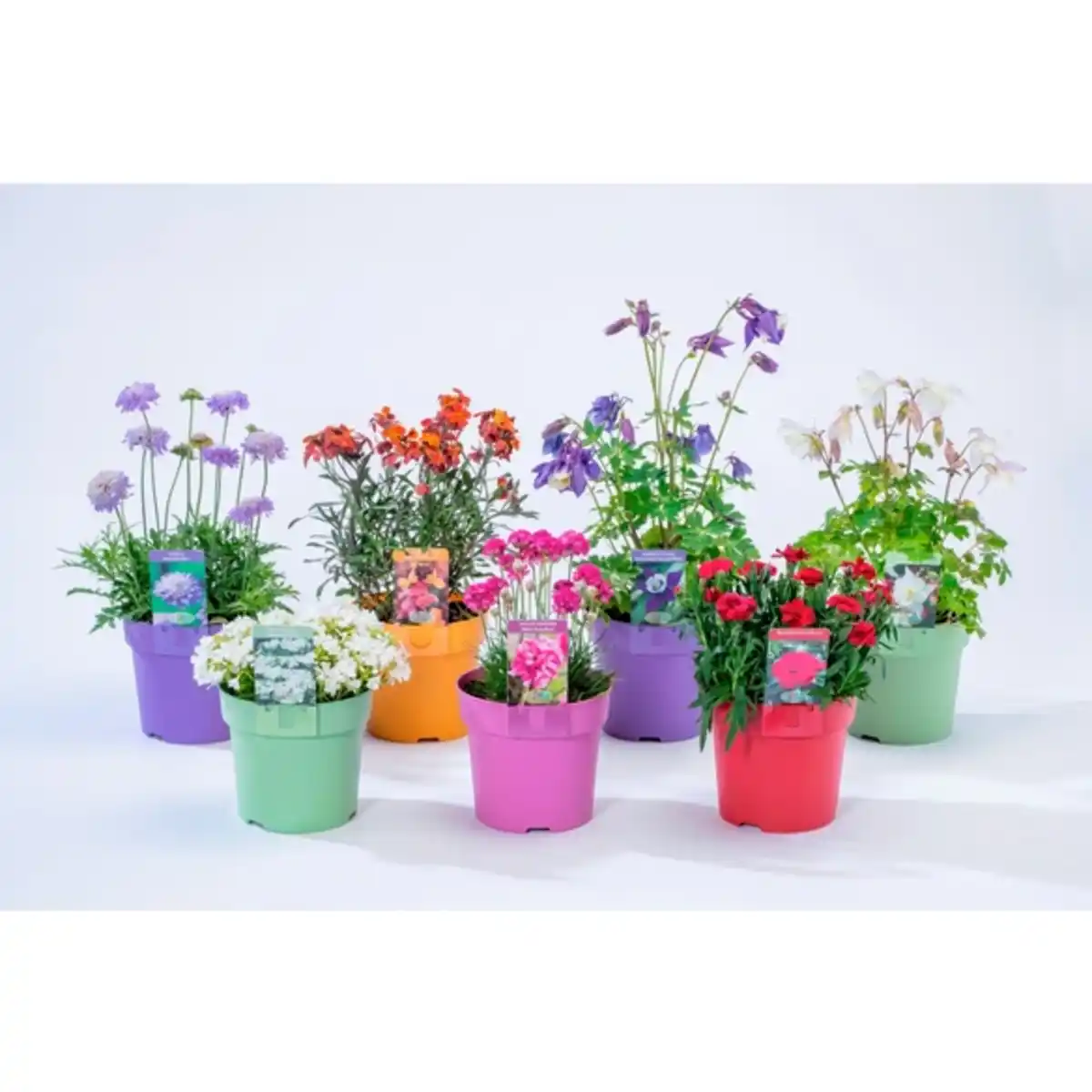 Bild 1 von Gartenkrone Stauden »Colour Your Garden«, Farbmix, mehrjähriger Lebenszyklus, im Topf