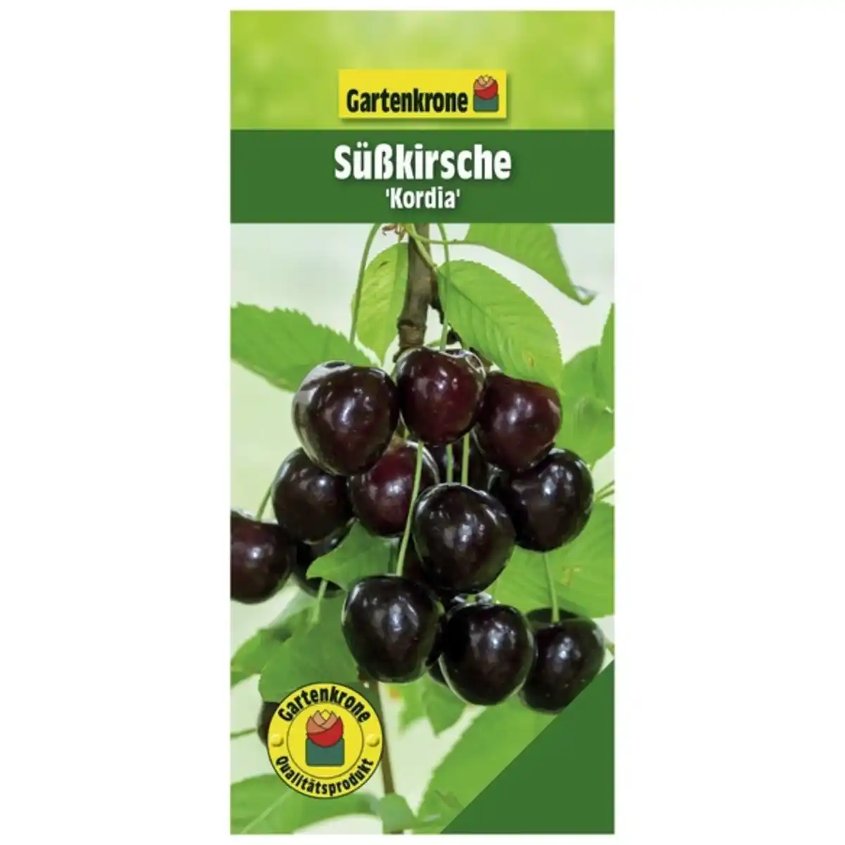 Bild 1 von Gartenkrone Süßkirsche, Prunus avium »Kordia«, Früchte: süß