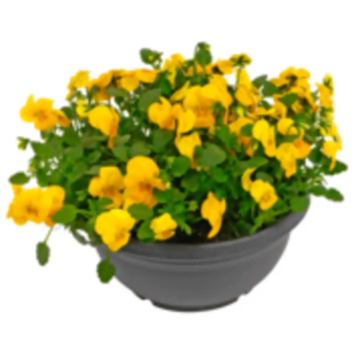 Bild 1 von Hornveilchen Schale