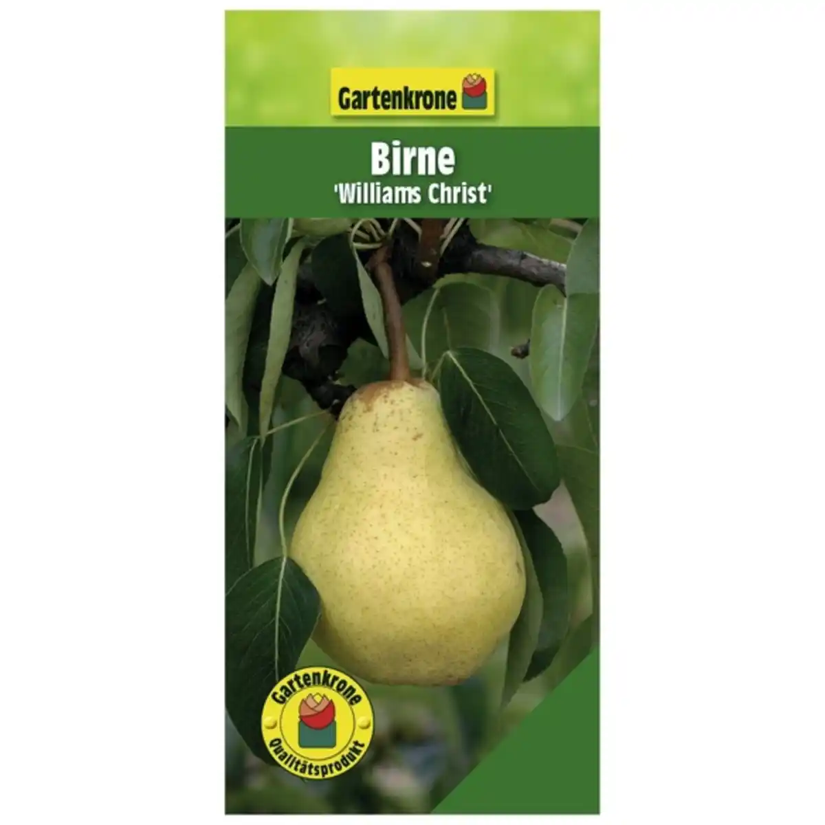 Bild 1 von Gartenkrone Birne, Pyrus communis »Williams Christ«, Früchte: süß