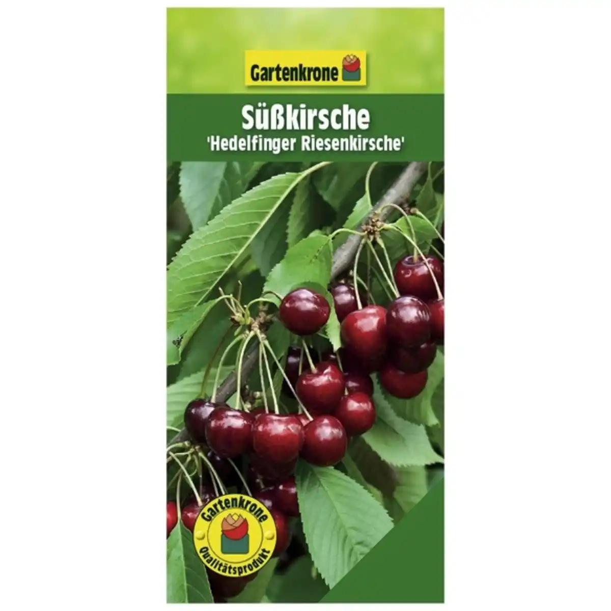 Bild 1 von Gartenkrone Süßkirsche, Prunus avium »Hedelfinger Riesenkirsche«, Früchte: süß