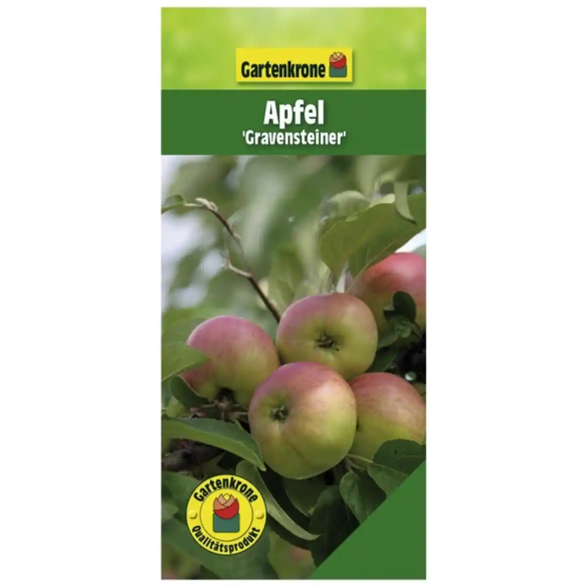 Bild 1 von Gartenkrone Apfel, Malus domestica »Gravensteiner«, Früchte: süß