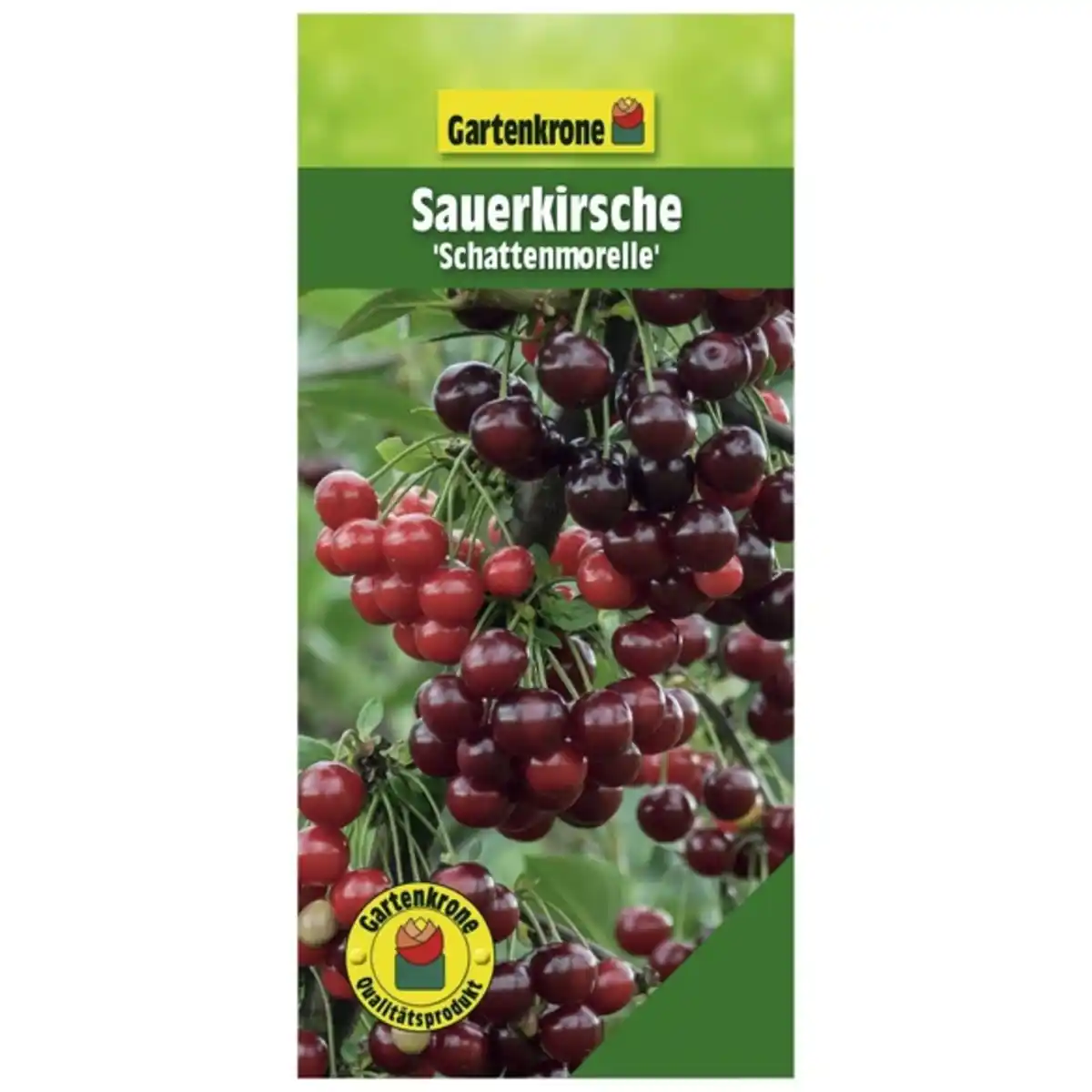 Bild 1 von Gartenkrone Sauerkirsche, Prunus cerasus »Schattenmorelle«, Früchte: süß-säuerlich