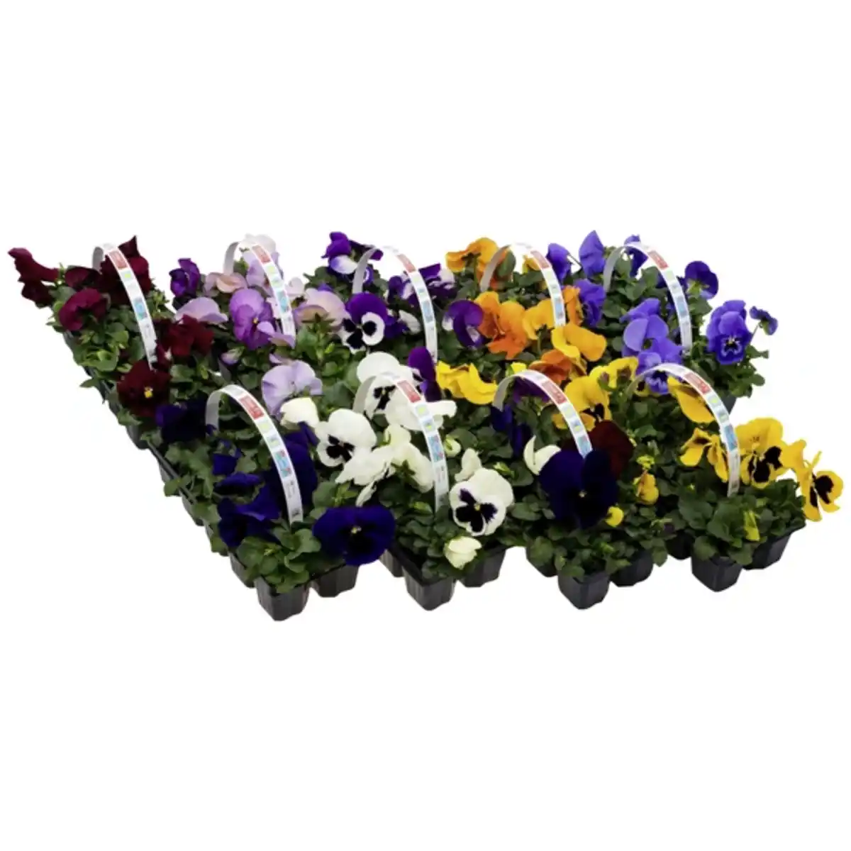 Bild 2 von Gartenkrone Stiefmütterchen, Viola wittrockiana, Blütenfarbe: mehrfarbig