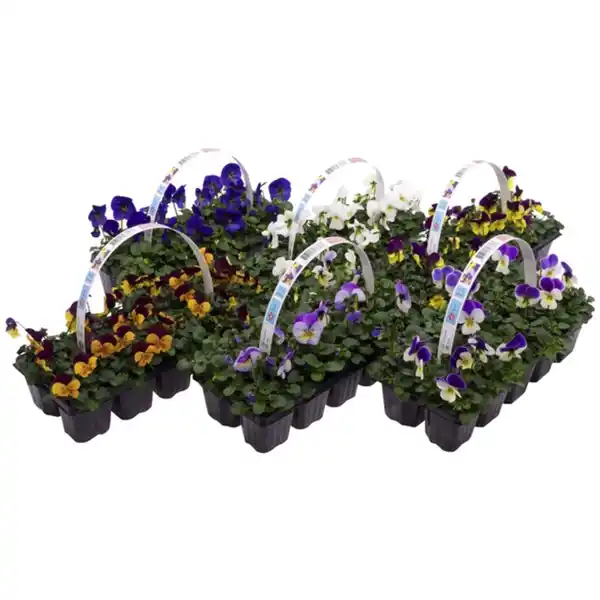 Bild 2 von Gartenkrone Hornveilchen, Viola cornuta, Blütenfarbe: mehrfarbig
