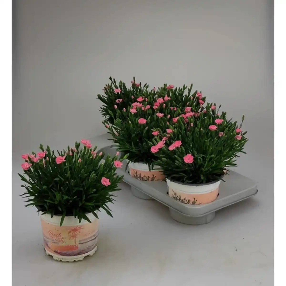 Bild 1 von Nelke, Dianthus caryophyllus »Peach Party«, Blüte: rosa, einfach