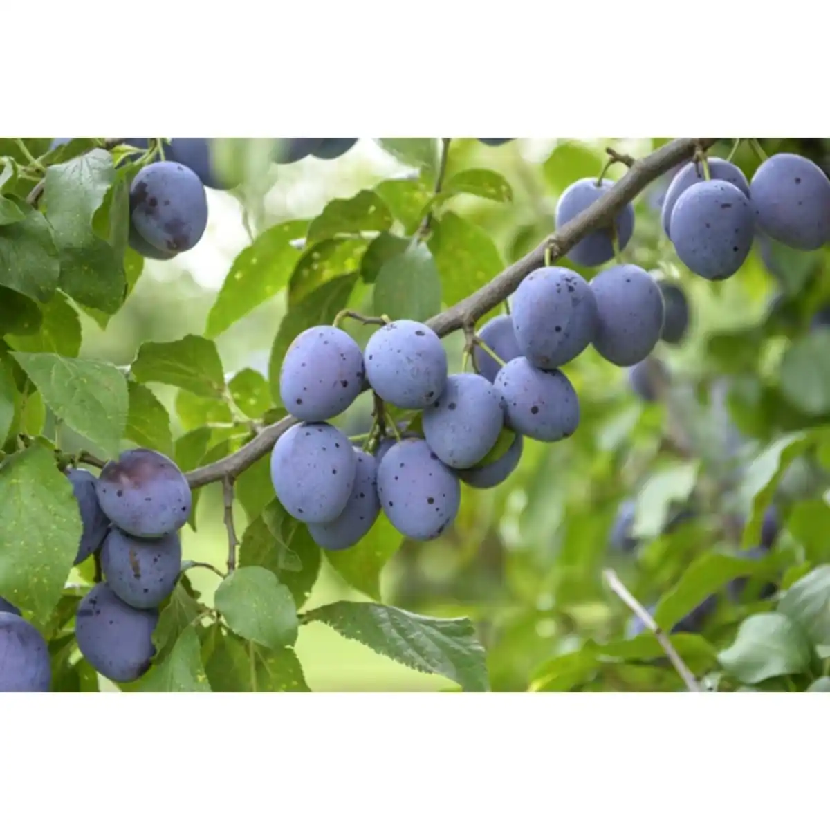 Bild 4 von Gartenkrone Hauszwetsche, Prunus domestica, Früchte: süß-säuerlich