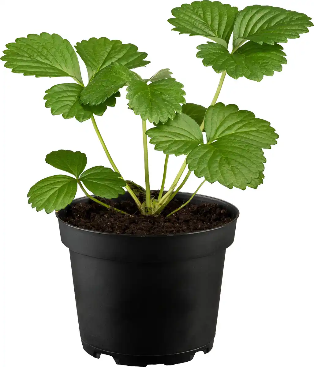 Bild 1 von Fragaria x ananassa Roman-Erdbeere 10 cm