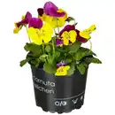 Bild 1 von Hornveilchen, Viola cornuta, Blütenfarbe: mehrfarbig