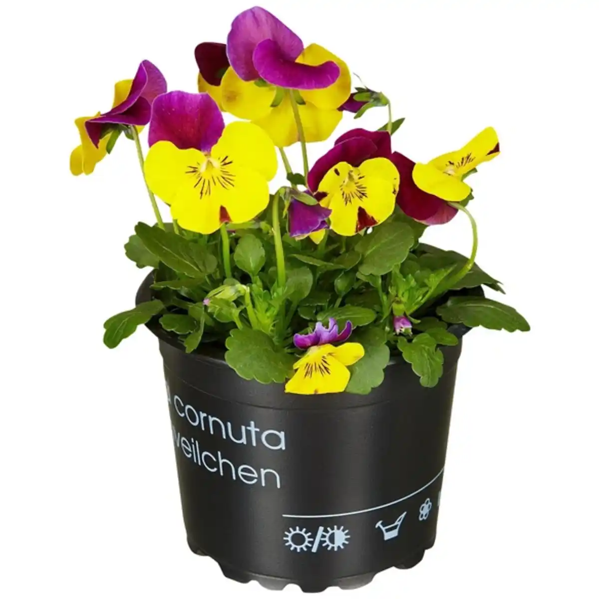 Bild 1 von Hornveilchen, Viola cornuta, Blütenfarbe: mehrfarbig
