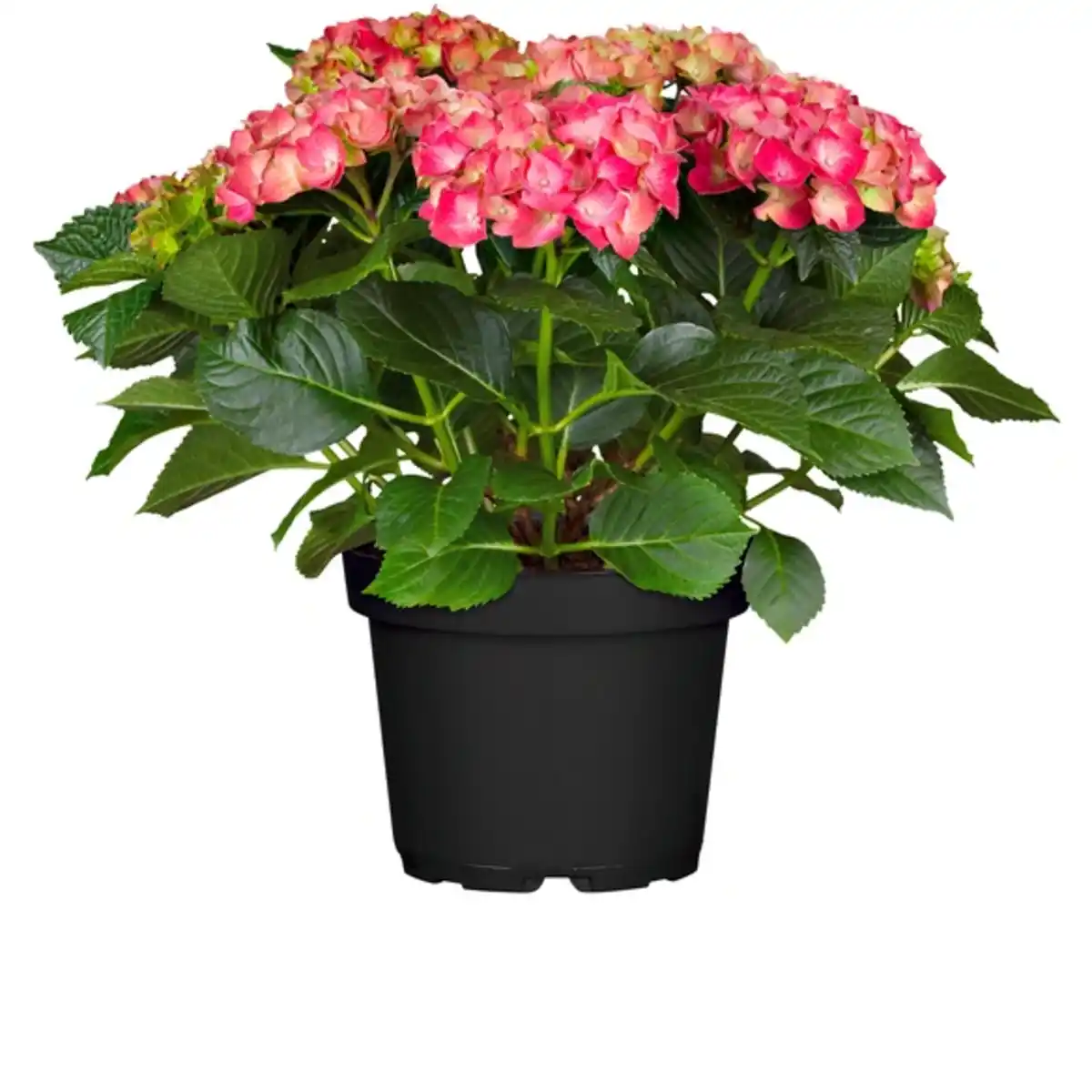 Bild 1 von Hortensie, Topfgröße Ø: 21 cm, bunter Blütenmix