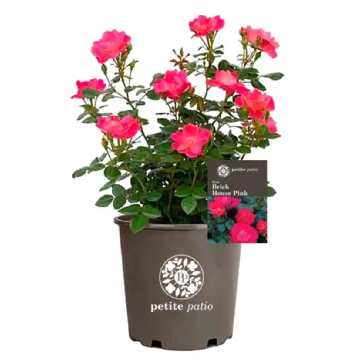 Bild 1 von Patio-Rosen, mehrjähriger Lebenszyklus, bunt