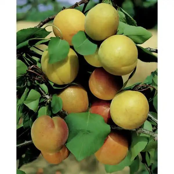 Bild 3 von Gartenkrone Mirabelle, Prunus domestica »Nancymirabelle CAC«, Früchte: süß